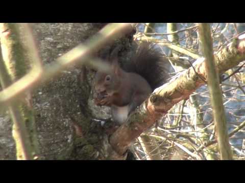 Eichhörnchen beim Nüsse knacken