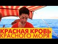 Рыбалка видео. Смотреть рыбалку на Красном море 