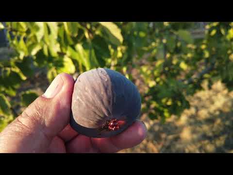 Italian 258 FIg