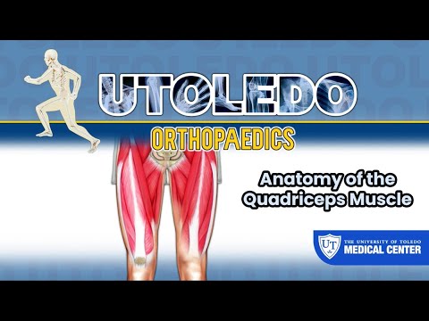 Anatomy of the Quadriceps Muscle - UTOLEDO Orthopaedics