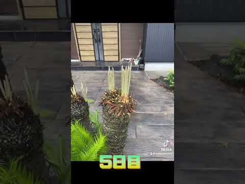 園芸 ソテツ、サゴ、サゴヤシ、ピースヤシ