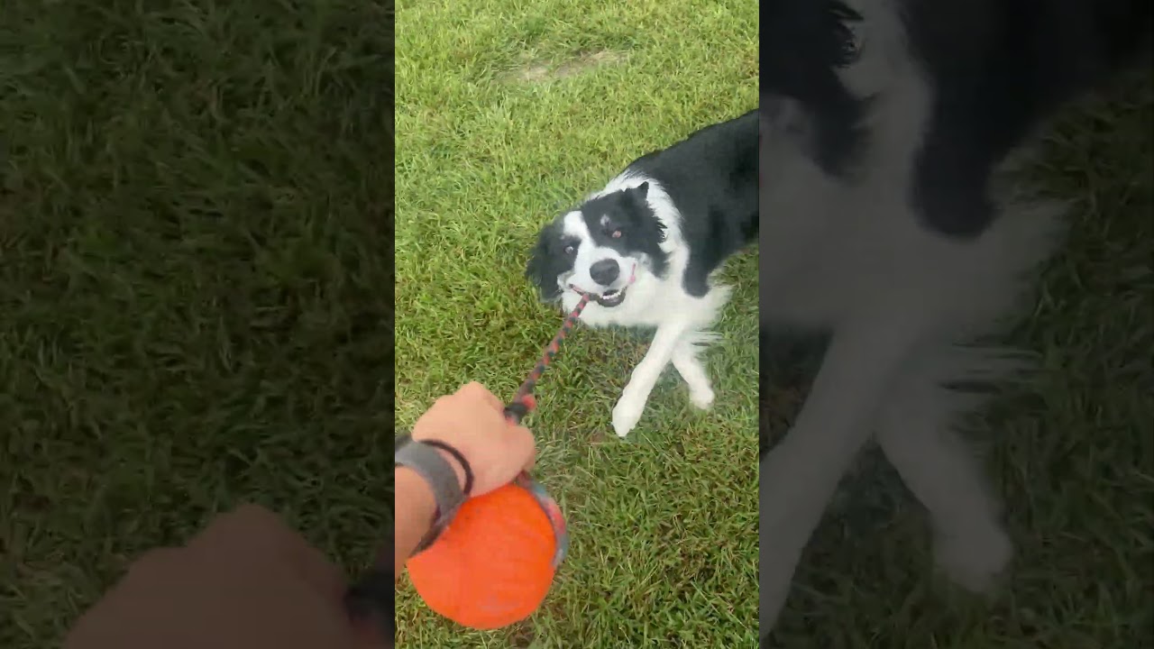 Enlarge Nellie (Courtesy Post for ISU Companion Animal Program), a Adoptable Border Collie in Ames, IA video 6/6