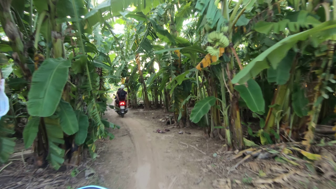 Embark on an exhilarating journey across the lush Banana Island.