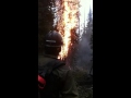Tree torching out in the rain, on a wildfire