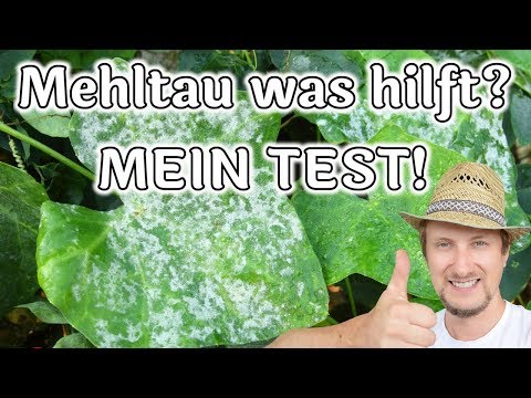 , title : 'Mehltau an Gurken 🥒 3 Hausmittel im Test 🔴 Teil 1'