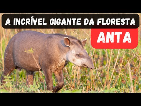 ANTA - 15 CURIOSIDADES SOBRE A IMPRESSIONANTE VIDA DAS ANTAS