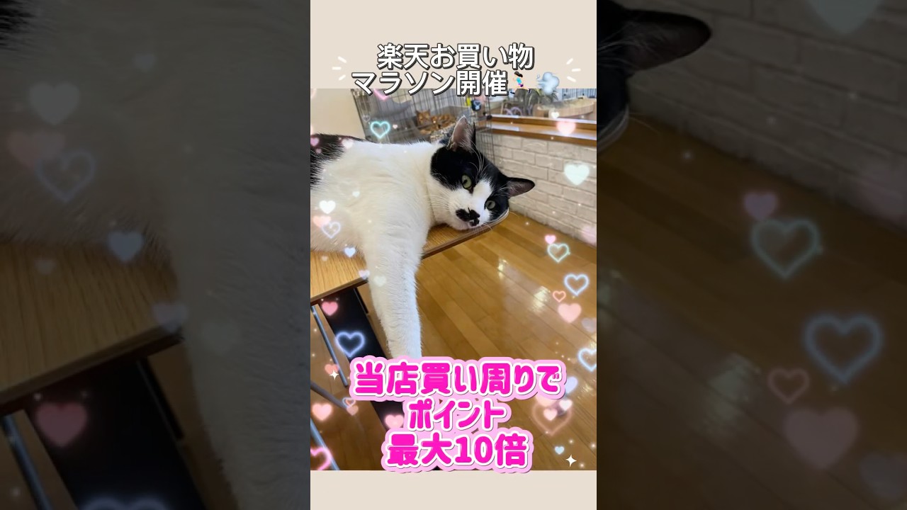 【最大ポイント10倍】楽天お買い物マラソン開催！まとめ買いチャンス🐶🐱　#ペッツビレッジクロス #ペット #ペット用品 #猫のいる暮らし #犬のいる暮らし