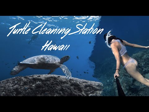 Turtle Cleaning Station | Oahu, Hawaii 自由潛水 夏威夷