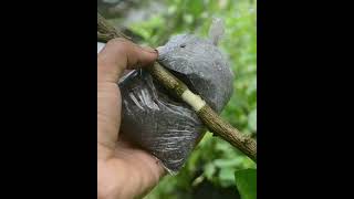 Download lagu Cara cangkok pohon jeruk yang benar mp3