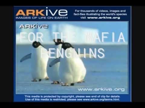 MAFIA PENGUIN TRAILER