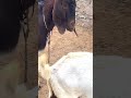 If I Love A Sheep I Have To Find A Way To Get It To Come To My Sheepfold 5