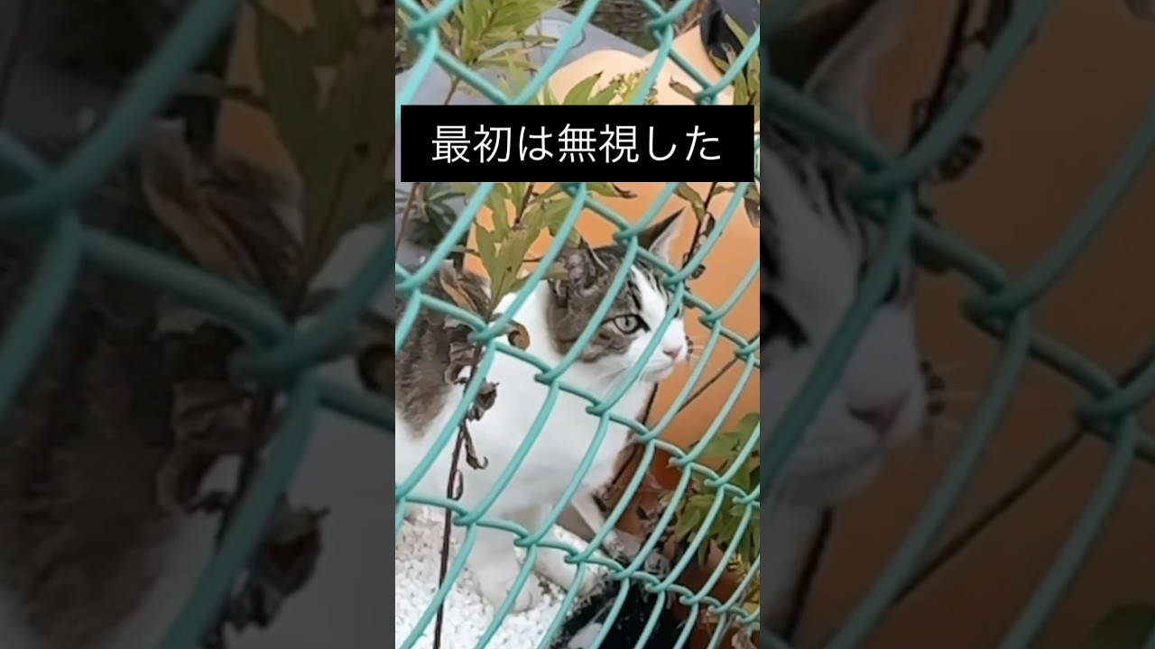 11月24日  福良港で保護した家族猫の記録です温かい目で見守ってくださったら嬉しいです　#ねこ  #ねこのいる生活　#里親