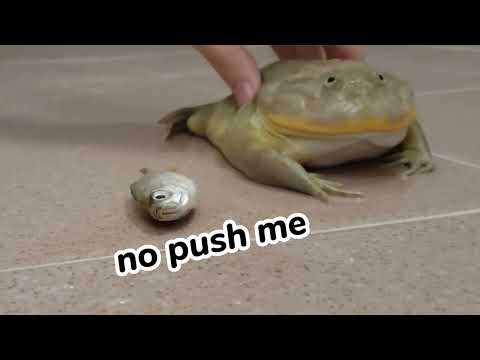 Budgett's frog :  Feeding Fatti Some Fish 🐟