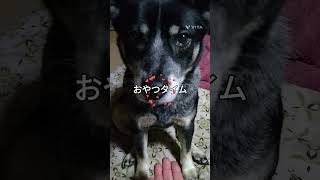 [保護犬]おやつタイム