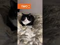 Reasons Why You Should Never Adopt A Tuxedo Cat 󰴛 Catfacts