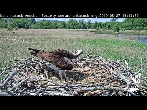 Osprey cam videos