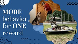 Let's Build A Behavior Chain!