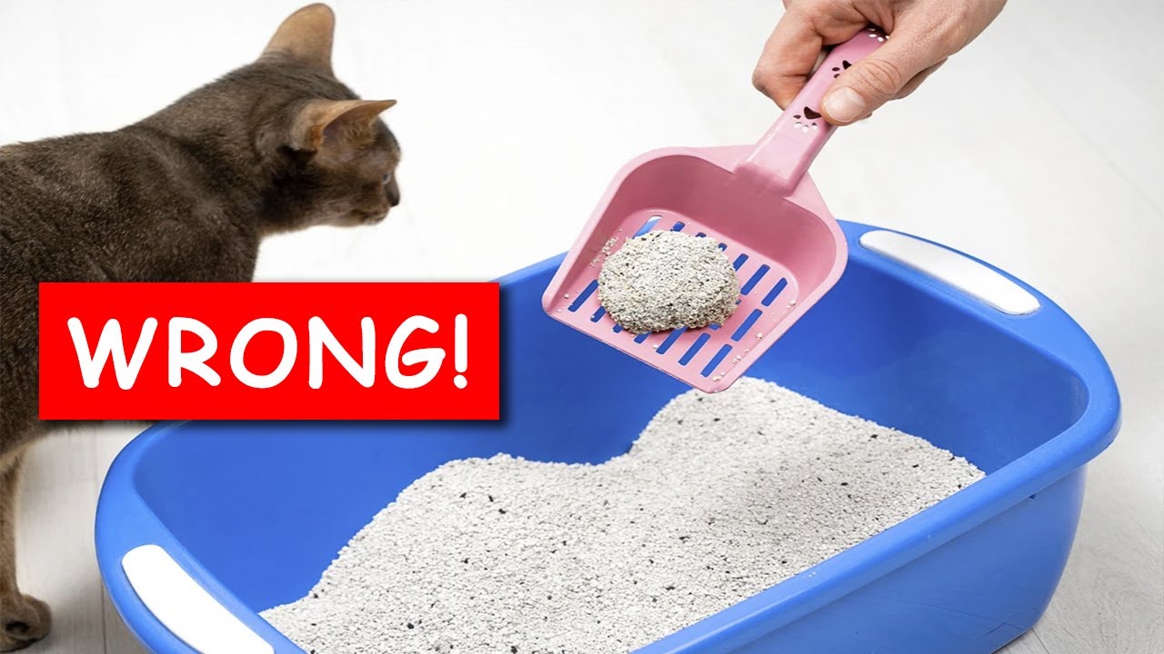 Litter Box Fails: 9 Mistakes You Didn't Know You Were Making