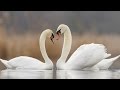 SWAN LOVE  - Peter Maffay: DU (guitar)