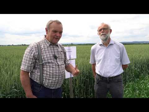 Feldtag Bad Wimsbach 2020 WEIZEN Pflanzenschutz