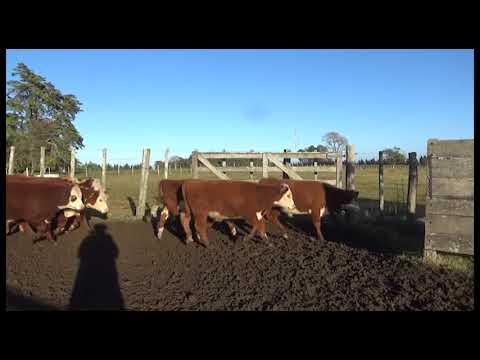 Lote 107 Terneros  HEREFORD Y 14 CRUZAS C/ R. ANGUS 209kg - , Florida