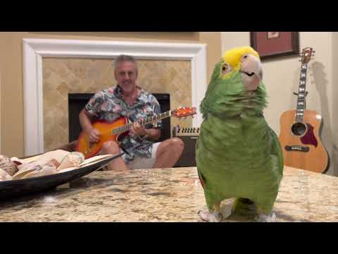 Видео: Попугай Тико
