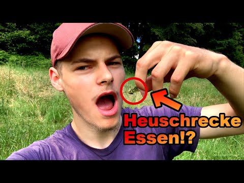 Tierische Notnahrung - HEUSCHRECKEN zubereiten und ESSEN