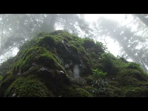 Calming Sound of Rain in Foggy Forest 1 Hour / Rain Drops Falling From Trees