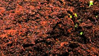 God of Wonders - Trailer