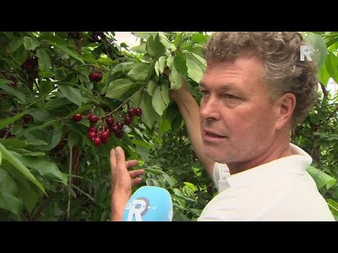 Kersenpitspugen populair onder jongeren in Heinenoord