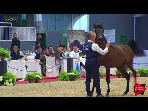 N.52 WADIAN - Milan 2018 - 2 Years Old Colts (Class 5)