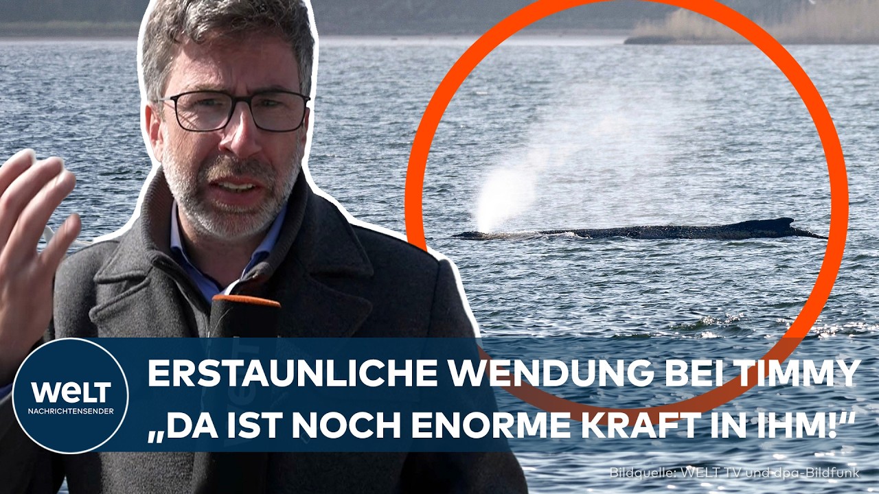 ENDE DER OSTSEE-ODYSSEE? Neuer Rettungsplan für Wal Timmy startet und bringt Hoffnung!