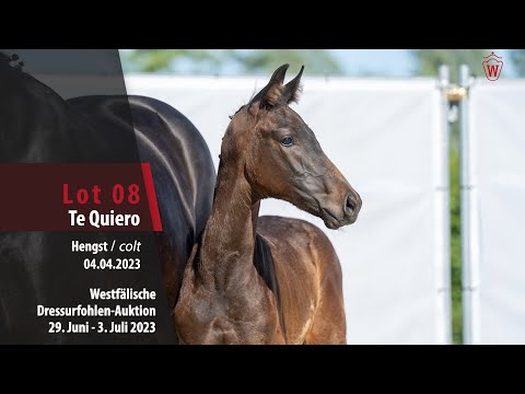 Dressurfohlen-Auktion Lot 08 Te Quiero Hengst v. Total Diamond PS - Desiderio
