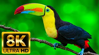 THE ULTIMATE FOREST ANIMAL ADVENTURE 8K (60FPS) ULTRA HD – Into the Beating Heart of Nature