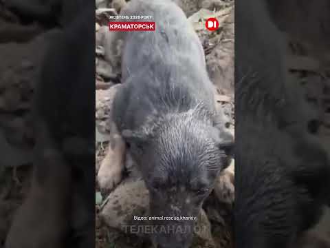 Військові відкопали песика Робіна після удару КАБом по Краматорську