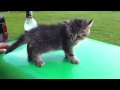 Падение котенка на стол | Drop kitten on the table 