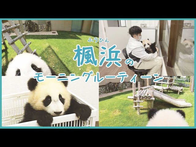 日本語のパンダのビデオ発音