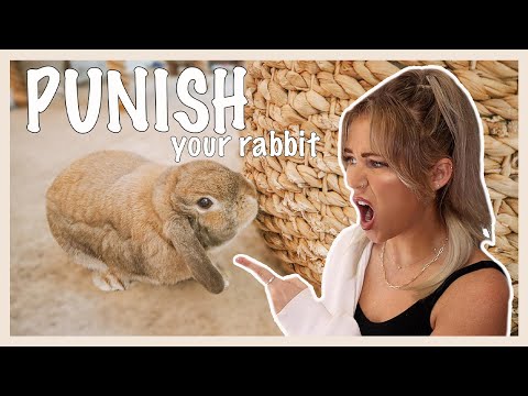 YouTube video about: How to stop rabbits from chewing wood?