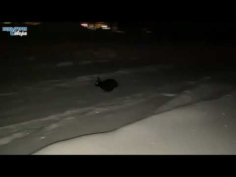 Чудеса под Новый год, или Откуда в центре Нерюнгри кролики?