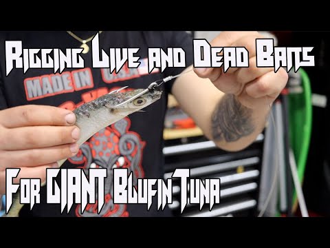 How to Rig Dead and Live Bait For Giant Bluefin Tuna
