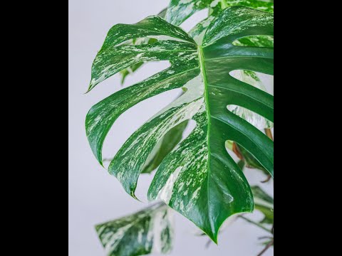 Folha Plant Shop - Variegated Delicious Monster