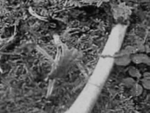 Planeta uRan - krutovladca Dorien