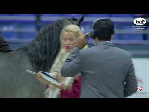 N 49 FERIAL AL ZOBAIR   Sharjah International Arabian Horse Festival 2022   Yearling Fillies Section