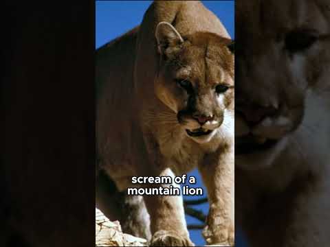 The Terrifying Scream of a Mountain Lion