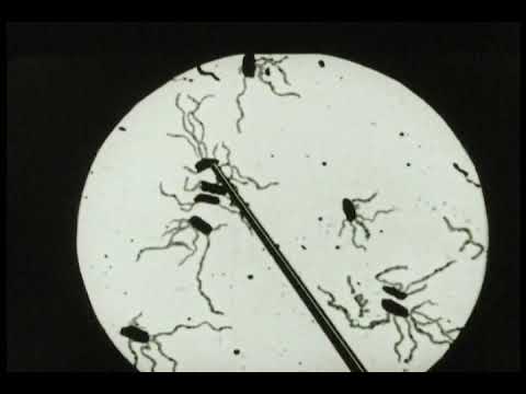 Untu - The Plague (gamelan metal)