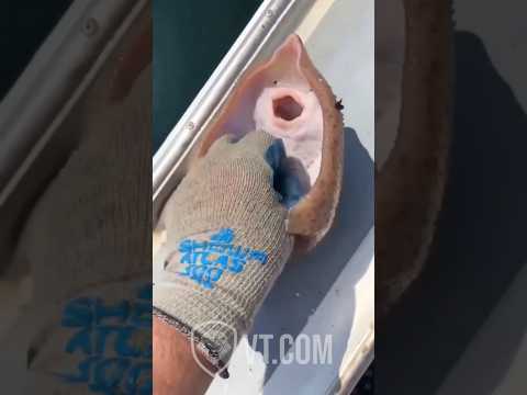 Stingray Gets Tickled and Absolutely Loses Control 😂