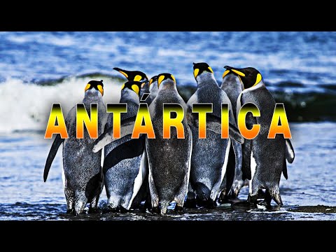 PINGUINS Entre a Resiliência e a Fragilidade | Episódio Especial ANTÁRTICA Natureza Perfeita
