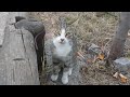 Cute Tabby Cat Meows Loudly Because It Is Hungry Tabby Cat Afraid Of Me