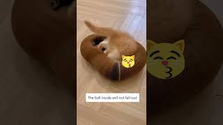 Just Got My Cat His Favorite Toy! 😻🌈