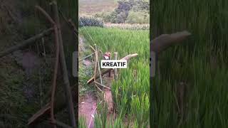 Download lagu Ide kreatif membuat Alat Pengusir Burung di Sawah #shorts #kreatif #burung #sawah mp3